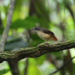 Leaflitter Babbler (image by Yeo Siew Teck)