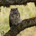 Lesser Horned Owl (image by Leonardo Garrigues)