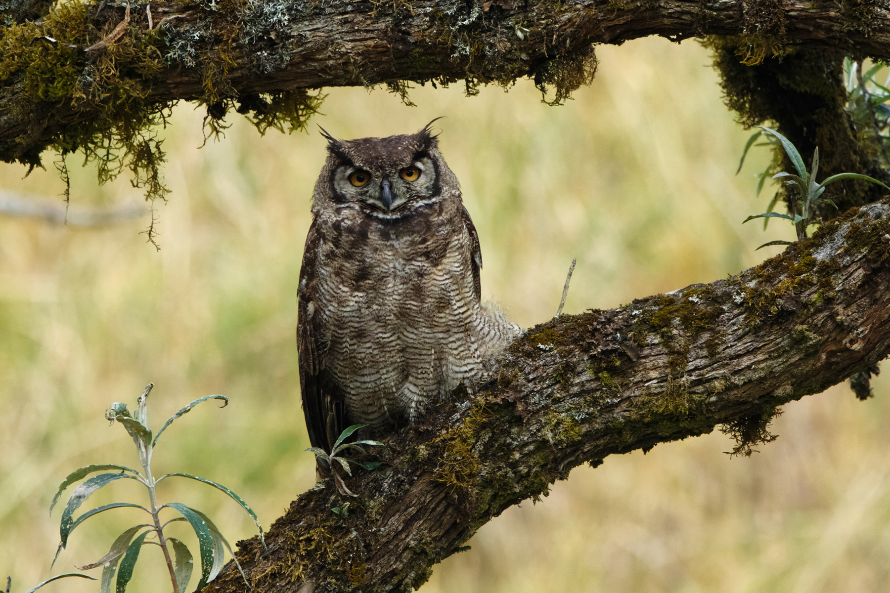 Lesser Horned Owl (image by Leonardo Garrigues)