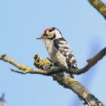 male Lesser Spotted Woodpecker (image by János Oláh)
