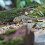 Lesser Treeshrew (image by Yeo Siew Teck)