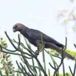 Lesser Vasa Parrot (image by Trevor Ellery)