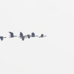 Lesser White-fronted Geese (image by János Oláh)