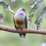 Lilac-crowned Fruit Dove of the rarotongensis race, Cook Islands (image by János Oláh)