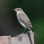 Little Ground-Tyrant (image by Stavros Christodoulides)