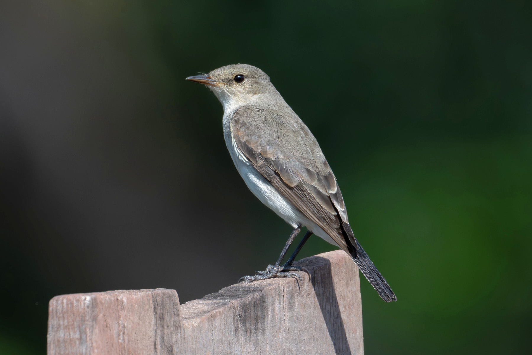 Little Ground-Tyrant (image by Stavros Christodoulides)