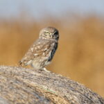 Little Owl (image by János Oláh)