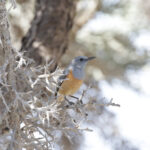 Littoral Rock Thrush (image by Trevor Ellery)