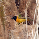 Loango Weaver (image by Phillip Edwards)