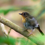 Lompobattang Flycatcher (image by Andrew Wilson)