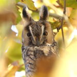 Long-eared Owl (image by János Oláh)
