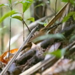 Long-legged Thicketbird, Fiji (image by Björn Andersson)