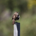 Long-tailed Cinclodes (image by Fito Downs)