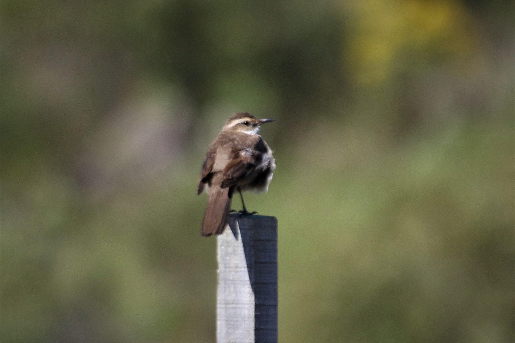 Long-tailed Cinclodes (image by Fito Downs)