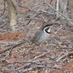 Long-tailed Ground Roller (image by Trevor Ellery)