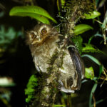 Long-whiskered Owlet (image by Leonardo Garrigues)