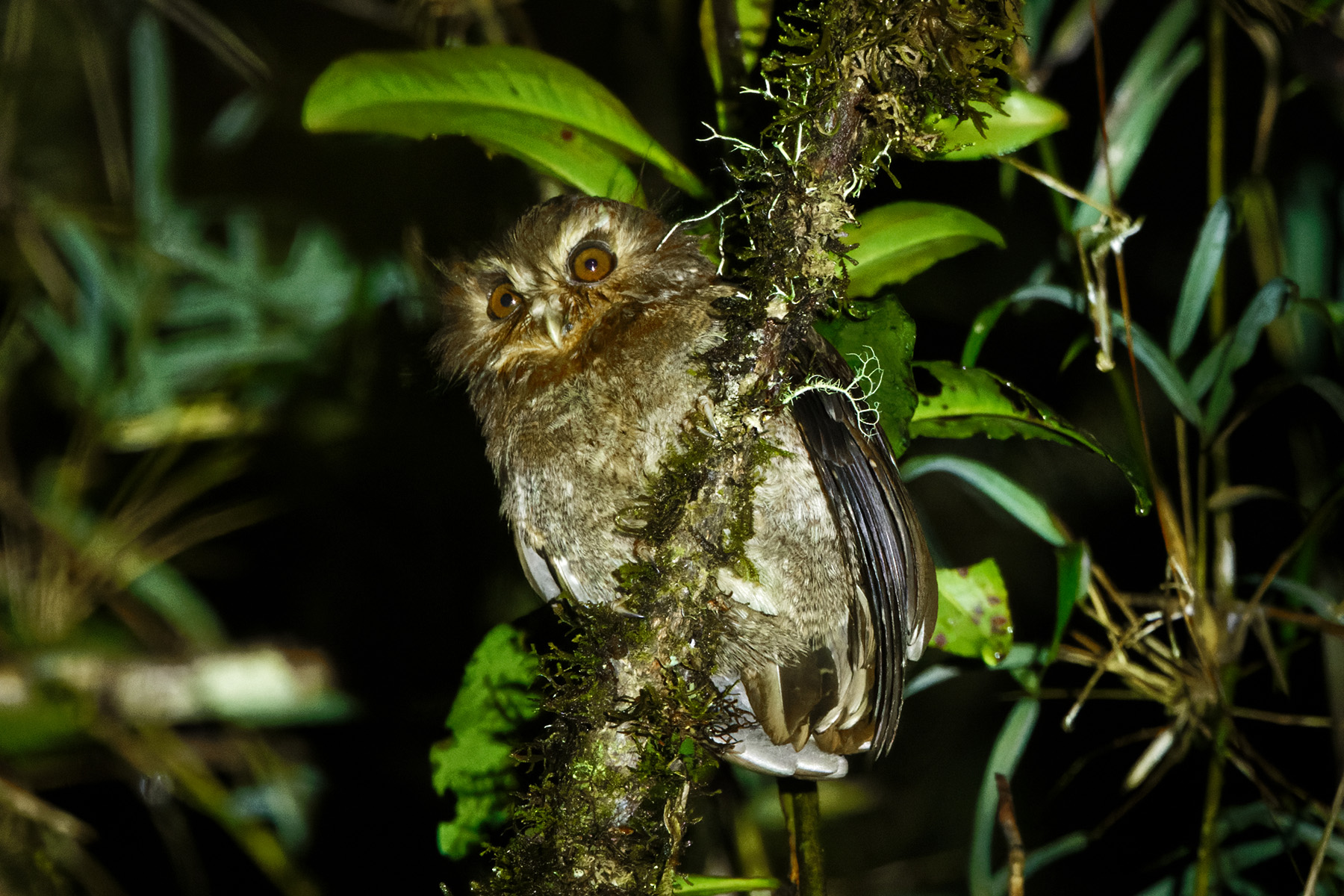Long-whiskered Owlet (image by Leonardo Garrigues)
