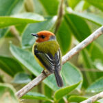 Lulu's Tody-Flycatcher (image by Leonardo Garrigues)
