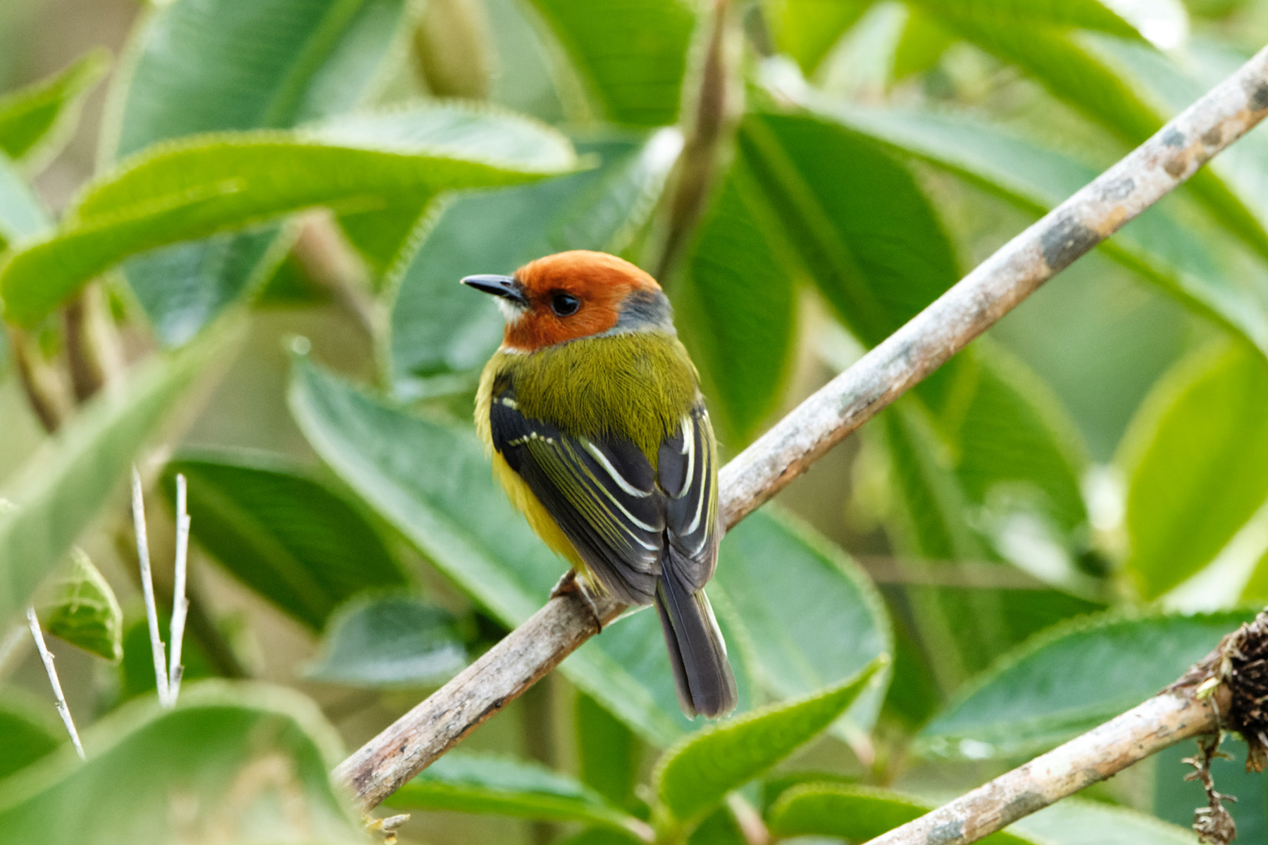 Lulu's Tody-Flycatcher (image by Leonardo Garrigues)