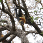 Madagascar Flying Fox (image by Trevor Ellery)