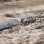 Madagascar Pratincole (image by Trevor Ellery)