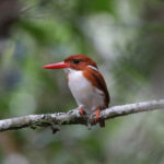 Madagascar Pygmy Kingfisher (image by Trevor Ellery)