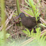 Madagascar Rail (image by Trevor Ellery)