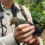 juvenile Maleo (image by Craig Robson)