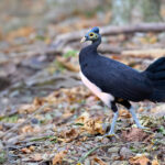 Maleo (image by Andrew Wilson)