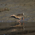 Mangrove Rail (image by Fito Downs)
