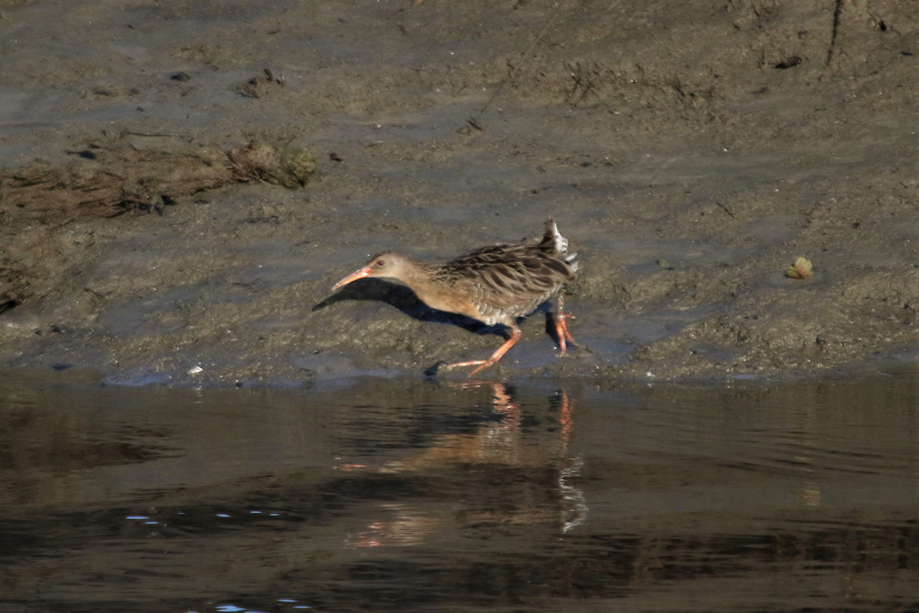 Mangrove Rail (image by Fito Downs)