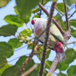 Many-coloured Fruit Dove (image by János Oláh)