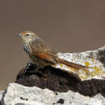 Many-striped Canastero (image by Leonardo Garrigues)