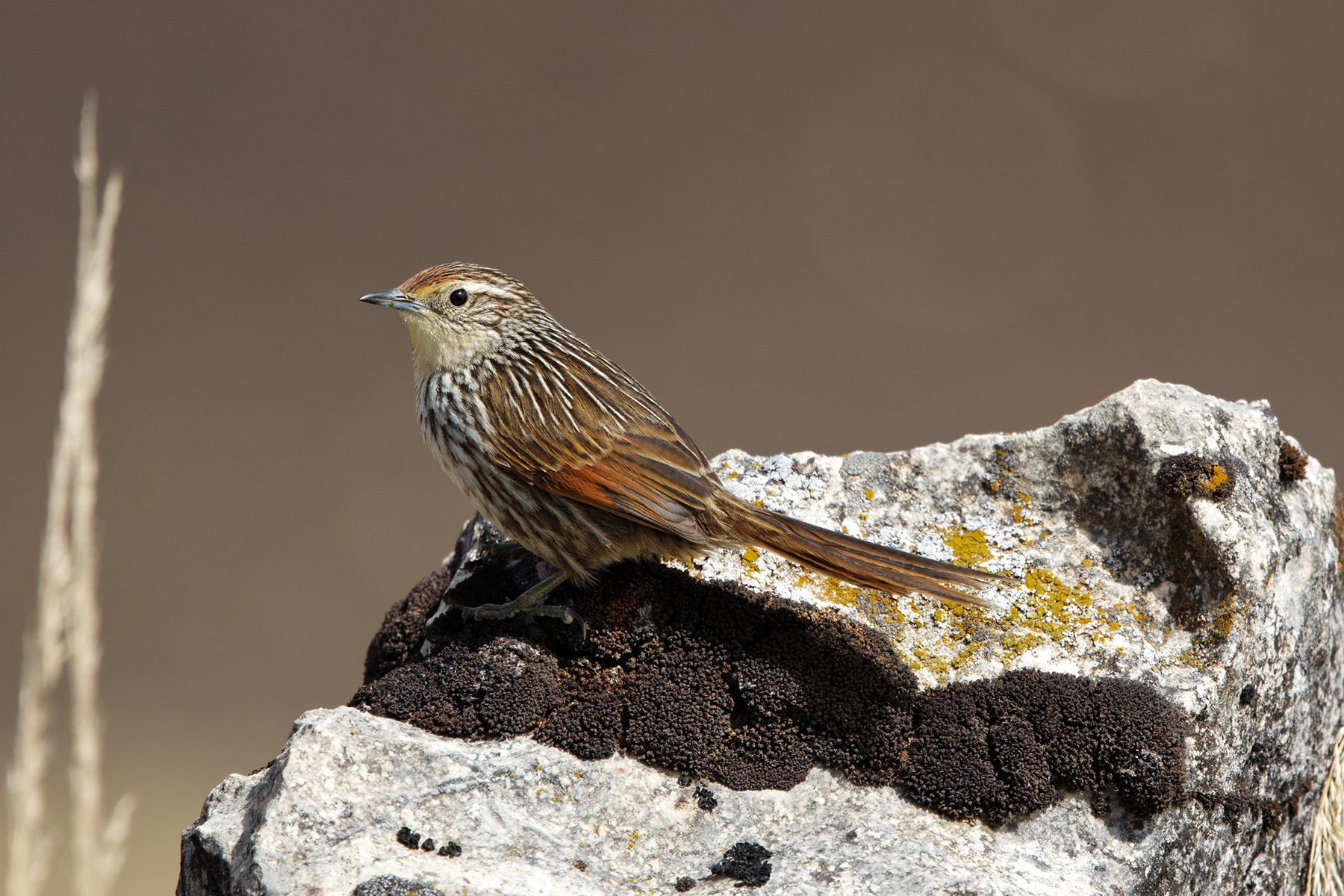 Many-striped Canastero (image by Leonardo Garrigues)