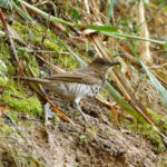 Marañon Thrush (image by Leonardo Garrigues)