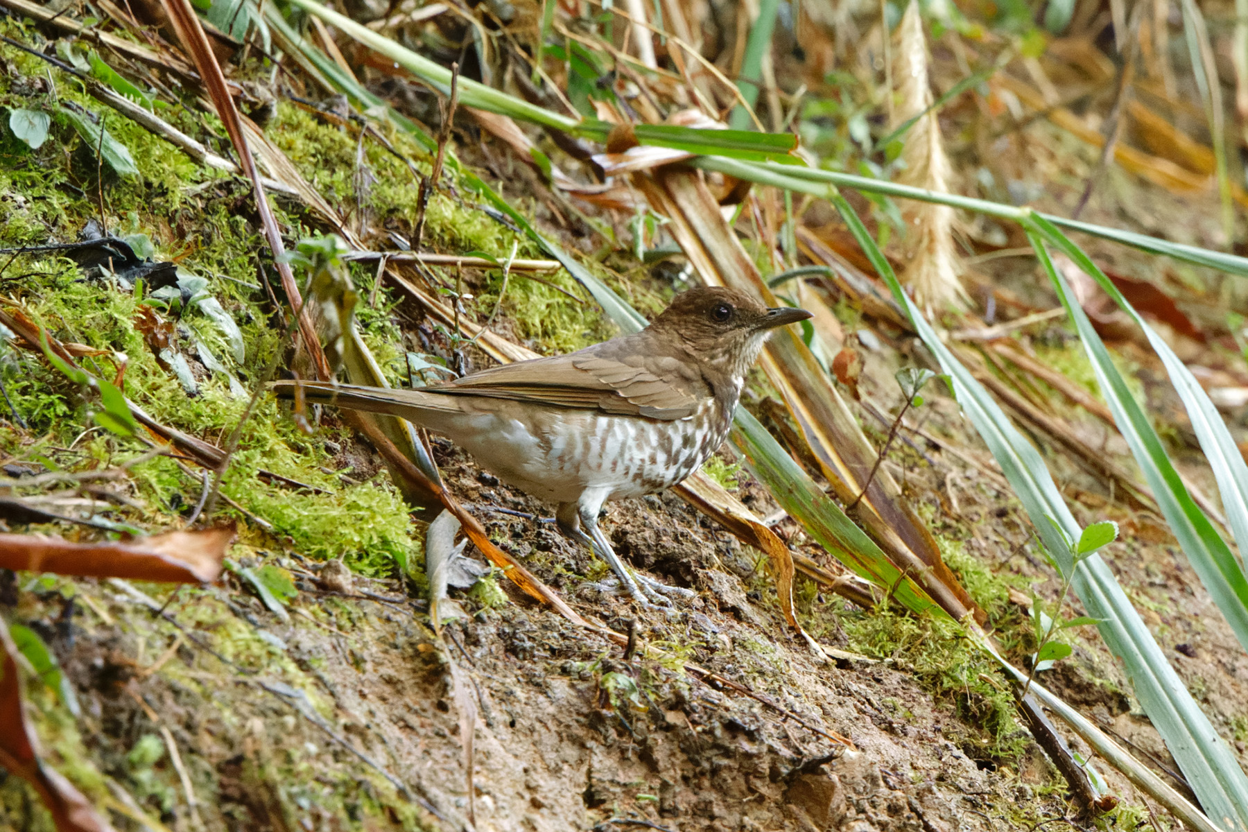 Marañon Thrush (image by Leonardo Garrigues)