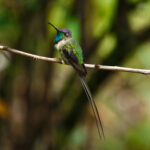 Marvelous Spatuletail (image by Leonardo Garrigues)