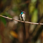 Marvelous Spatuletail (image by Leonardo Garrigues)