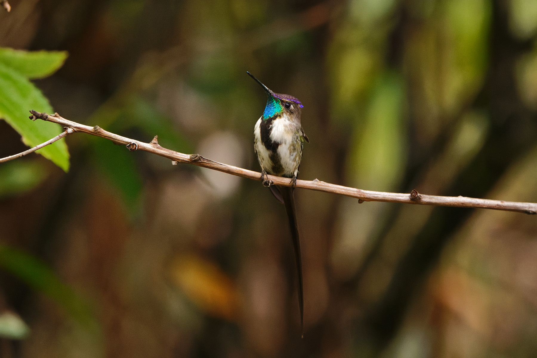 Marvelous Spatuletail (image by Leonardo Garrigues)