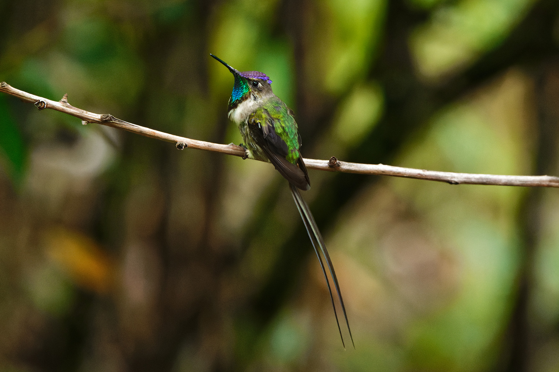 Marvelous Spatuletail (image by Leonardo Garrigues)