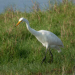 Medium Egret (image by John McLoughlin)