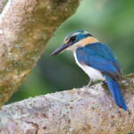 Mewing Kingfisher, Mangaia (image by János Oláh)