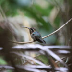 Minute Hermit (image by Fito Downs)
