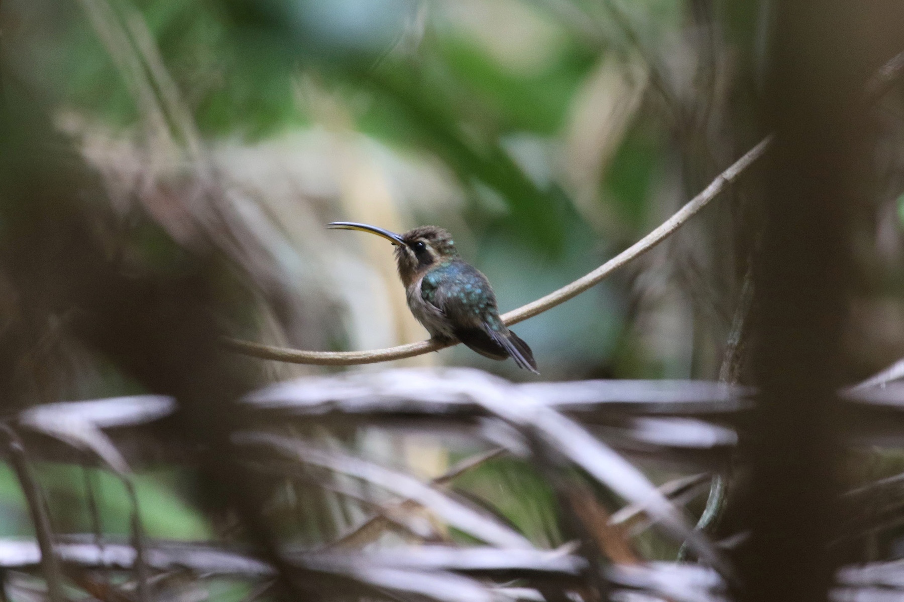 Minute Hermit (image by Fito Downs)