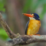 Moluccan Dwarf Kingfisher (image by Craig Robson)