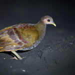 Moluccan Megapode (image by Andrew Wilson)