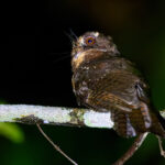 Moluccan Owlet-nightjar (image by Andrew Wilson)
