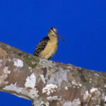 Moluccan Woodcock (image by Craig Robson)