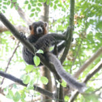 Mongoose Lemur (image by Trevor Ellery)