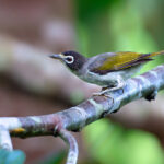 Morotai White-eye (image by Andrew Wilson)